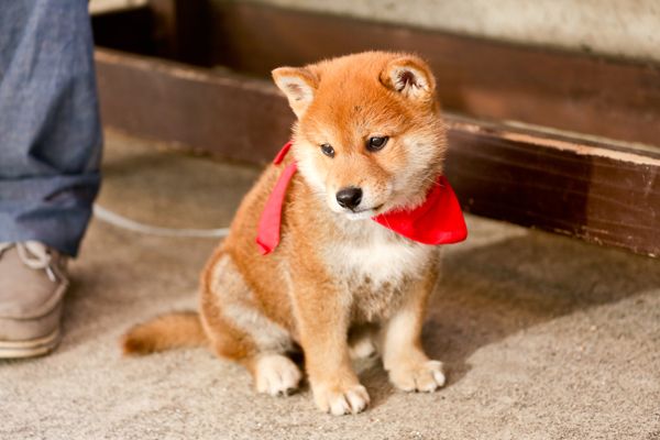 かわいいわんこに癒される……『幼獣マメシバ 望郷篇』撮影現場フォトギャラリー（6枚目）