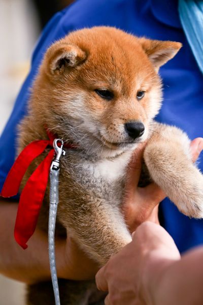 かわいいわんこに癒される……『幼獣マメシバ 望郷篇』撮影現場フォトギャラリー（10枚目）