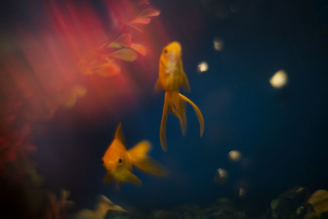 「阿修羅のごとく」彩る赤い小道具の数々（5枚目）