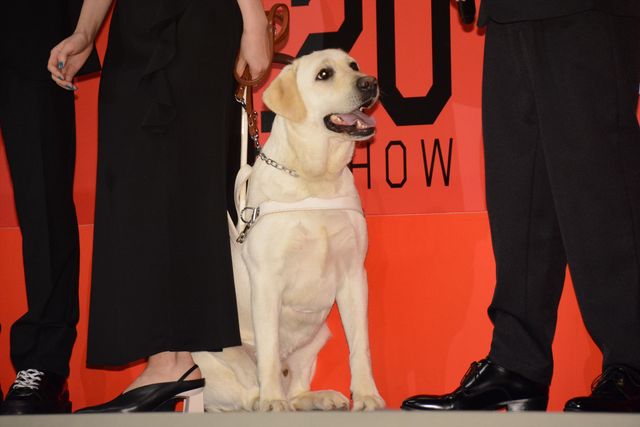 吉岡里帆『見えない目撃者』完成披露舞台あいさつ（9枚目）