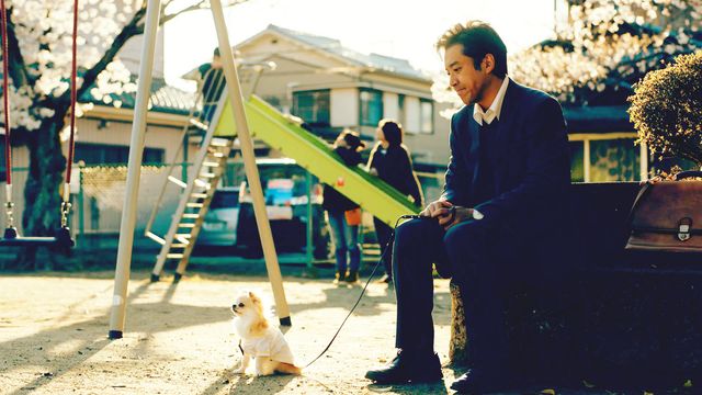 激カワ！ドラマで大人気のチワワ：フォトギャラリー