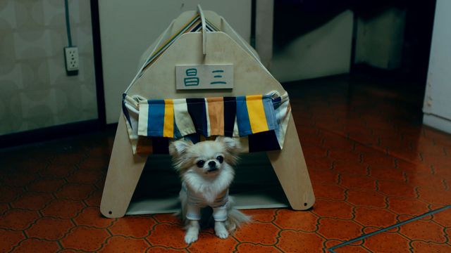 激カワ！ドラマで大人気のチワワ（2枚目）