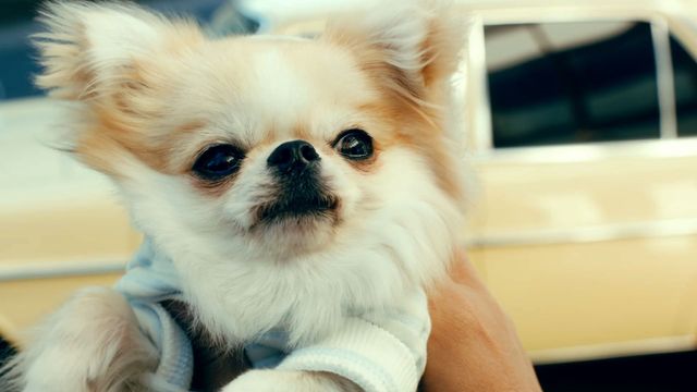 激カワ！ドラマで大人気のチワワ（3枚目）