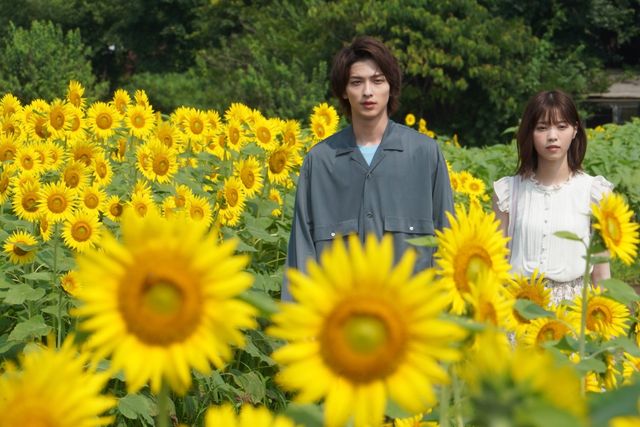 横浜流星＆西野七瀬、ひまわり畑でほほ笑む！ドラマ「あなたの番です-反撃編-」16話場面カット（6枚目）