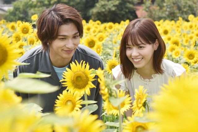 横浜流星＆西野七瀬、ひまわり畑でほほ笑む！ドラマ「あなたの番です-反撃編-」16話場面カット（8枚目）