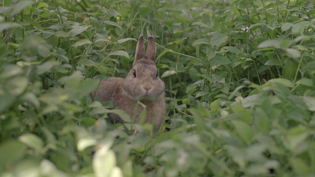 美しい…宮崎あおいフォトギャラリー（5枚目）