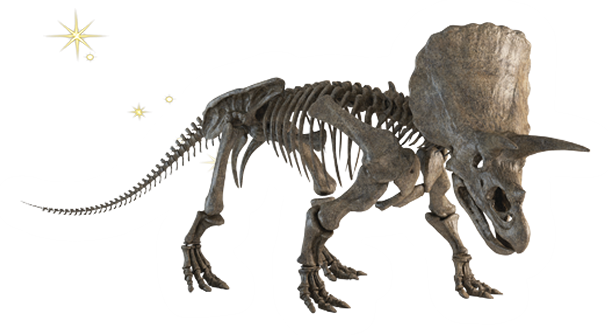 トリケラトプスの標本